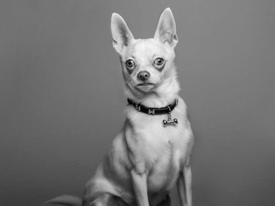 Theodore black and white dog pet photography pets photography portrait photography portraits studio