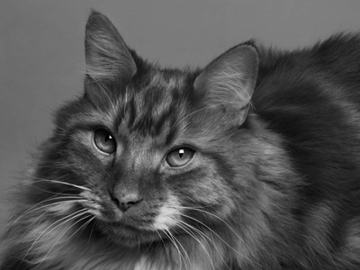 Tigger black and white cat pet photography pets photography portrait photography portraits studio tabby