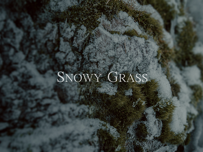 Snowy Grass blur cold dof grass green macro rock snow snowy wallpaper winter