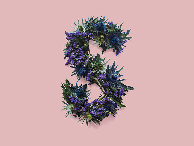Thistle Typography photography scotland thistle flowers type typography