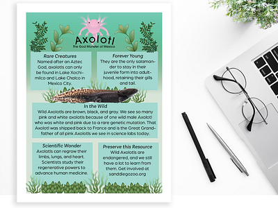 Axolotl Infographic axolotl datavis emilykiefer illustration infographic vector wildlife