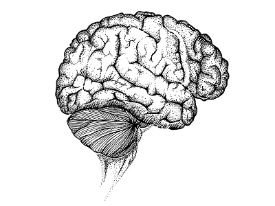 black and white brain and black brain dotwork illustration lines thin white