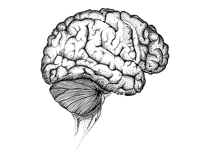 black and white brain by Andrea Hoerndler on Dribbble