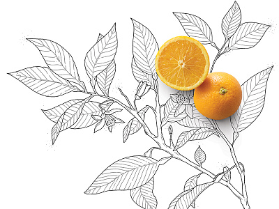 orange leaf illustration blackandwhite dots illustration leaf lines natural orange thin