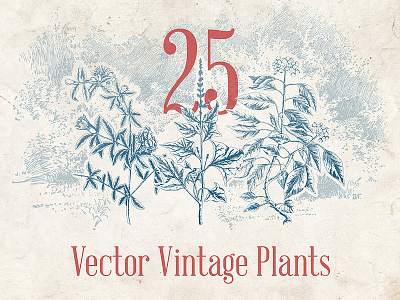 Vector Vintage Plants balm flower jasmine lilly nature plants rocket rose vector vintage