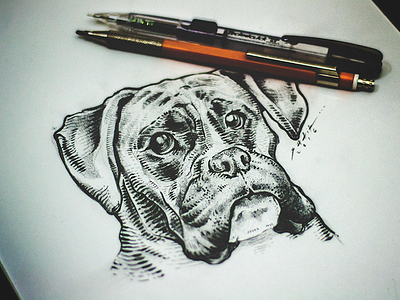 Boxer boxer dog draw etching lines paper pencil