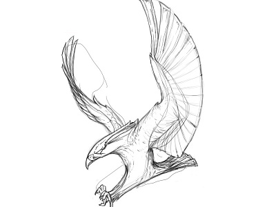 Bird O' Prey (WiP) bird drawing falcon illustration sketch wings