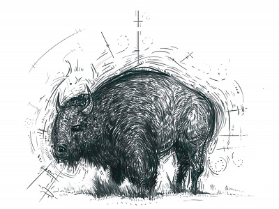 Bison