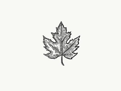 Etch-a-Sketch 6 - Canada Day edition canada drawing etching illustration leaf nature sketch