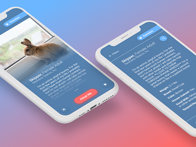 Profile Page: Fuzzy Rabbit Adoption App - Daily UI 006