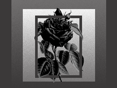 Shadycroft Sessions album art botanical rose