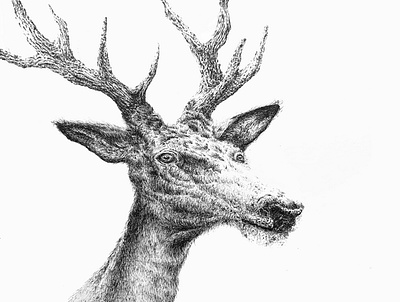 DEER art direction concept concept art drawing editorial illustration hand drawing hand drawn illustration ink ink drawing pen sketch