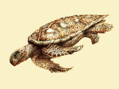 TURTLE TITO ILLUSTRATION