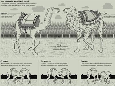 Cammelli animal camels il illustration magazine