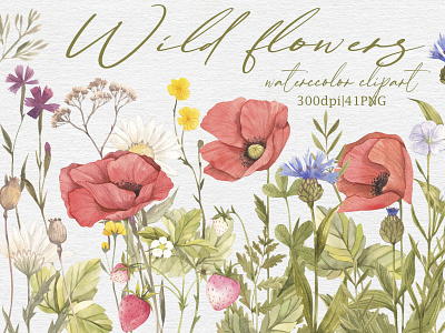 Watercolor wild flowers. botanical illustration floral flowers poppy strawberry watercolor watercolor clipart watercolor illustration wild flowers