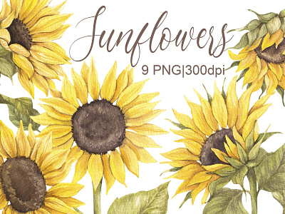 Sunflowers watercolor clipart set boho botanical illustration design illustration illustrator logo sunflowers watercolor watercolor sunflowers