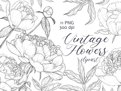 Vintage peonies, sketch drawing boho drawing floral flowers hand drawn illustrator invitation peonies sketching vintage wedding