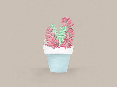 Sedum Rubrotinctum & Morganianum illustration plant procreate succulent