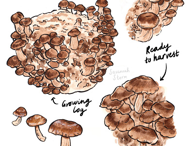 Mushroom Growing Kits food illustration foraging illustration recipe book illustration recipe illustration uk illustrator wild food illustration