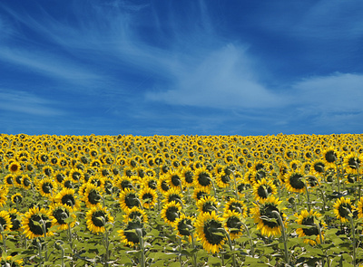 Flag of Ukraine field growing sunflower symbolic ua