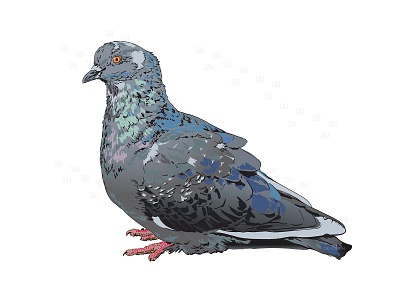 Gray dove. Vector illustration