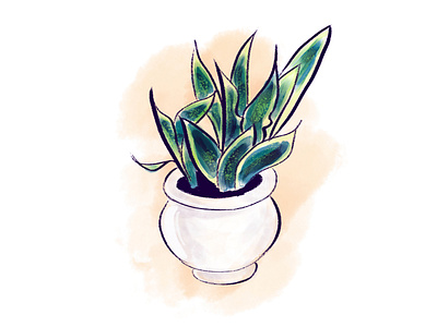 Snake Plant