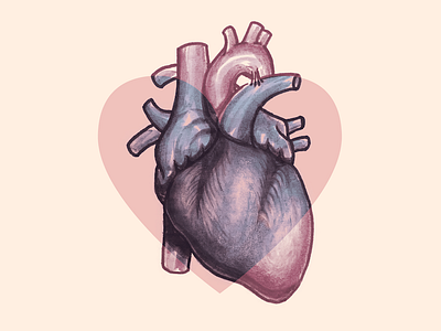 Where do hearts come from? anatomical drawing february heart illustration illustrator photoshop valentine