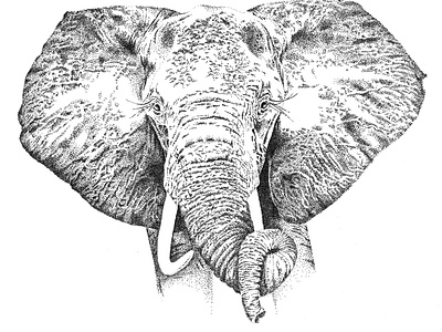 African Elephant Illustration