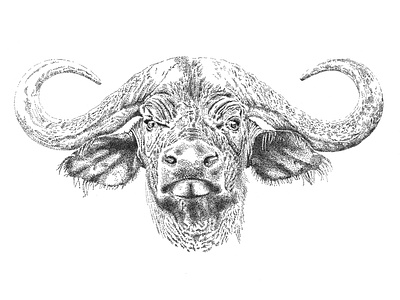 Cape Buffalo Illustration big 5 big five black and white branding cape buffalo design illustration logo pointillism south africa