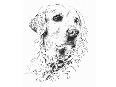 Golden Retriever Portrait animal black and white design dog golden retriever illustration pet pointillism
