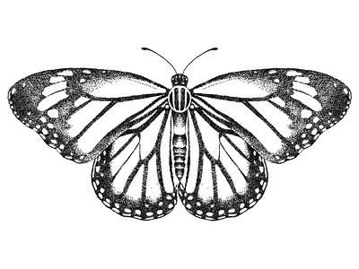 Butterfly Illustration black and white bug butterfly design flying insect illustration insect pen and ink pointillism