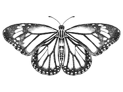 Butterfly Illustration black and white bug butterfly design flying insect illustration insect pen and ink pointillism