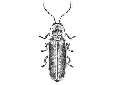 Firefly illustration black and white bug design fire bug fire fly firefly illustration insect pen pen and ink pointillism