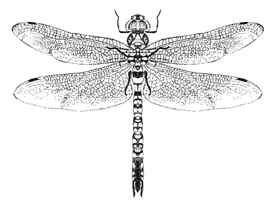 flying dragonfly drawing