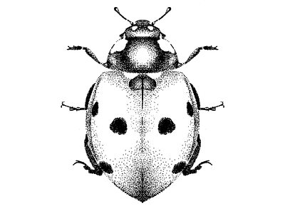 Lady Bug Illustration black black and white bug design illustration insect lady bug pen pen and ink pointillism