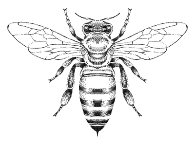 Bee Illustration bee bees black black and white design honey illustration insect pen pen and ink pointillism