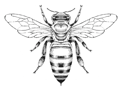 Bee Illustration