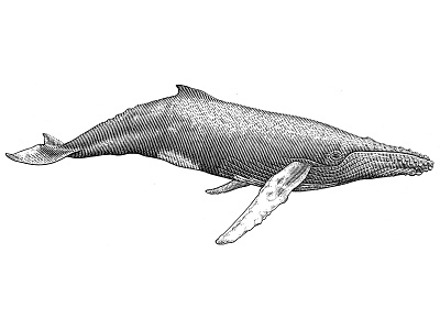 Humpback whale lineart pen ink whale