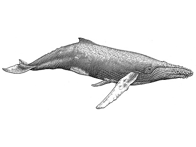 Humpback whale