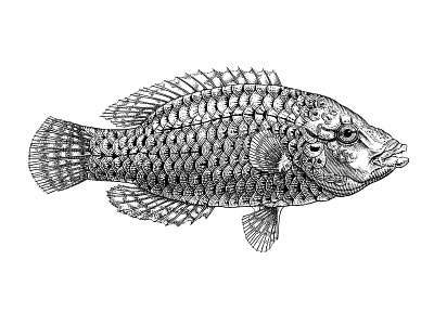 Gefilte fish lineart pen ink