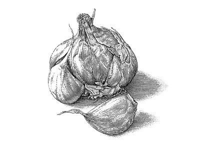 Garlic lineart pen ink