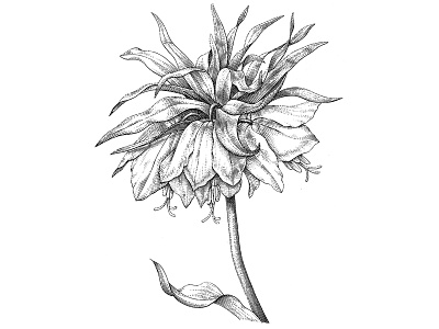 Fritillaria imperialis lineart pen ink