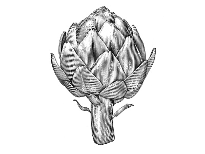 Artichoke lineart pen ink