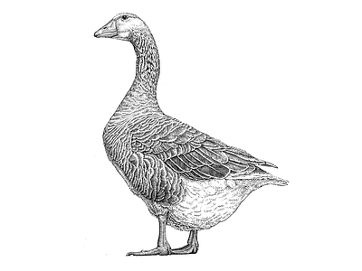 Domestic goose engraving lineart pen ink