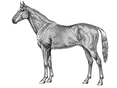 Horse engraving lineart pen ink