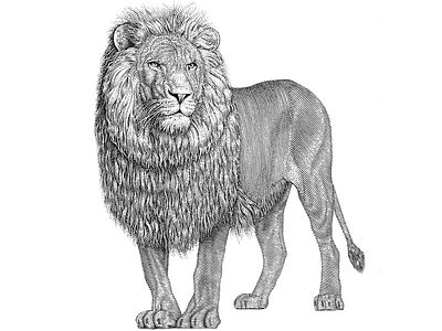 Lion of Yehuda engraving lineart pen ink