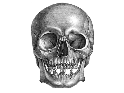 o__o line art pen ink skull