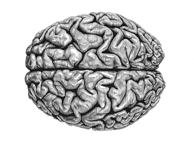 Brain anatomy line art pen ink