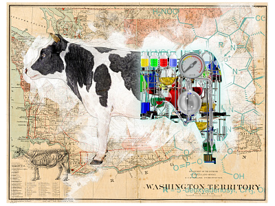 GMO Cows in Washington collage digital art editorial editorial illustration illustration magazine illustration