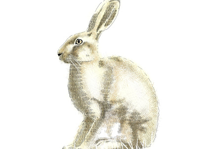 The Hare animals crosshatch digital editorial hare illustration rabbit
